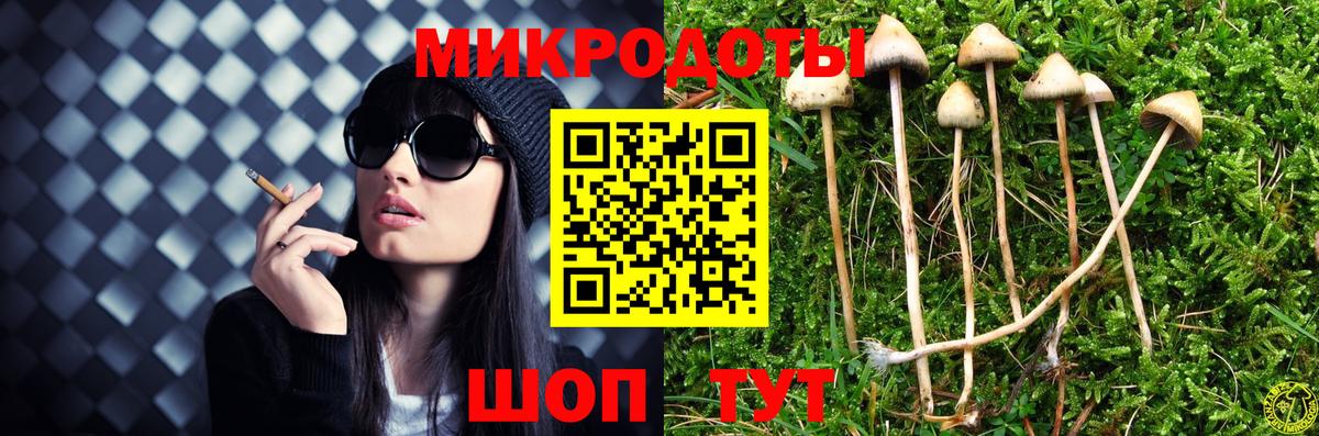 Псилоцибиновые грибы Psilocybe Новочеркасск